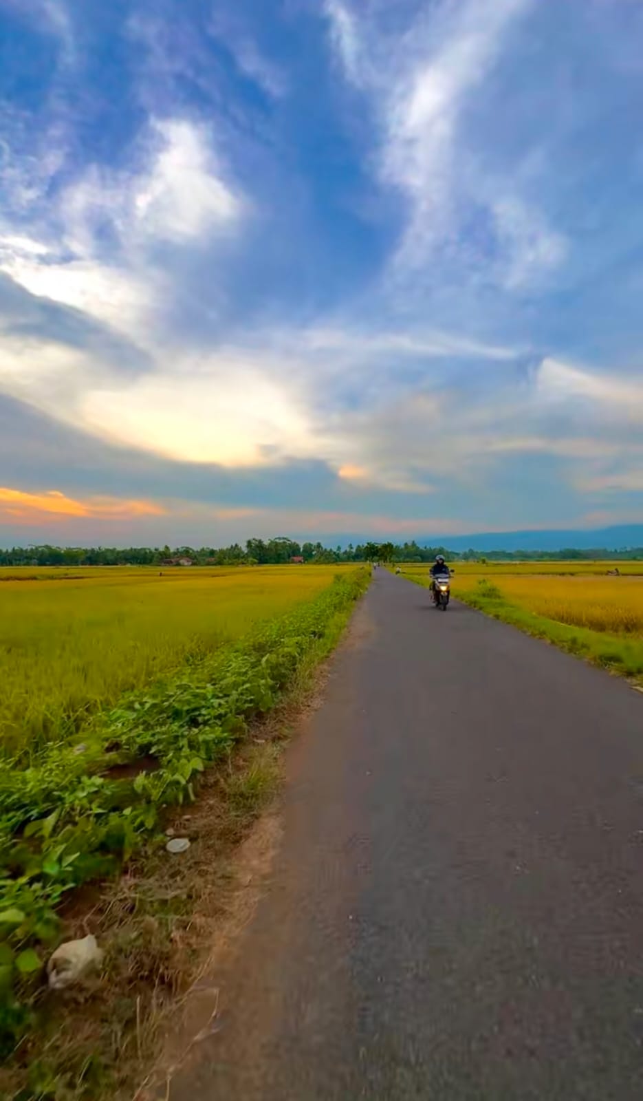 Senja Pinggiran Sawah