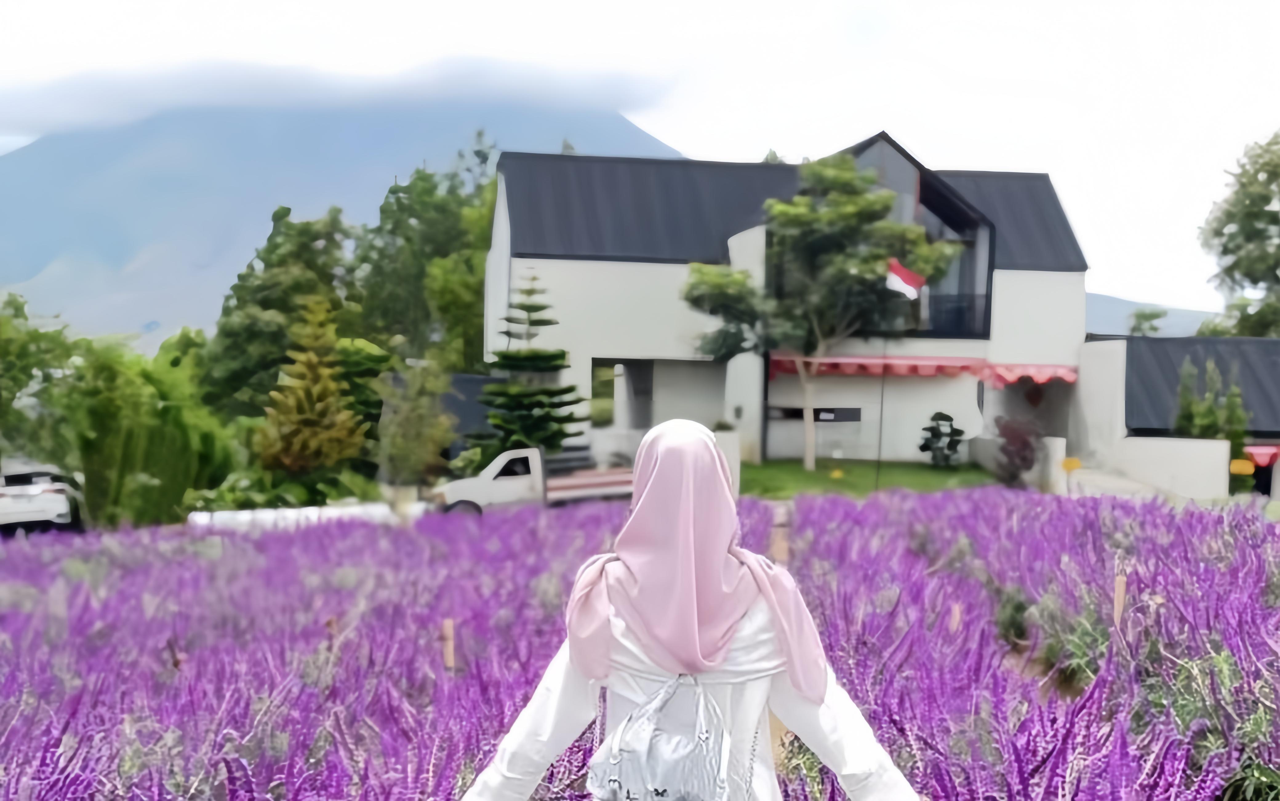 Kebun Lavender di Kaki Gunung Sinabung Ramai Dikunjungi untuk Rekreasi