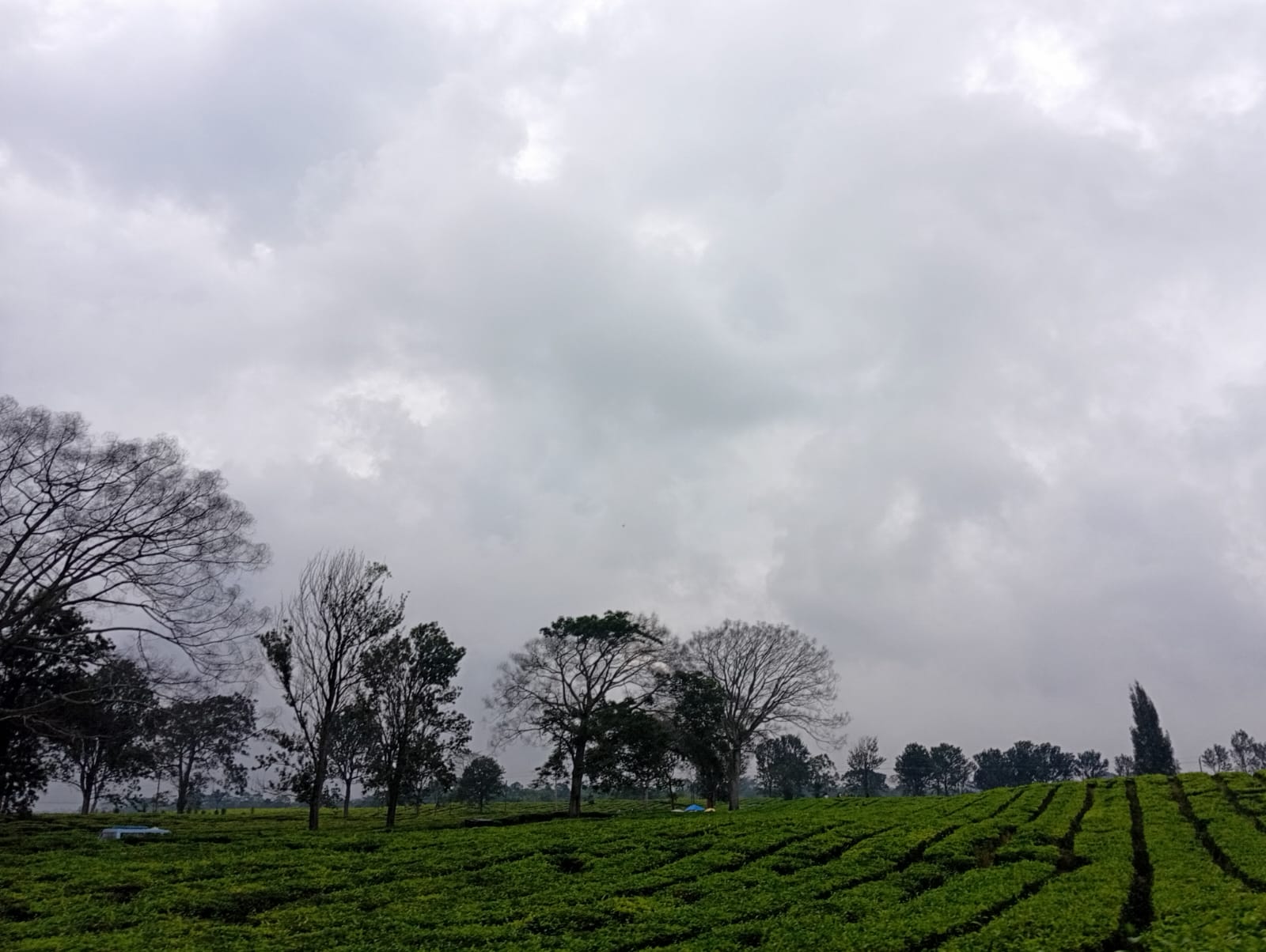 Musim Liburan, Wisata Kebun Teh Sidamanik Jadi Pilihan