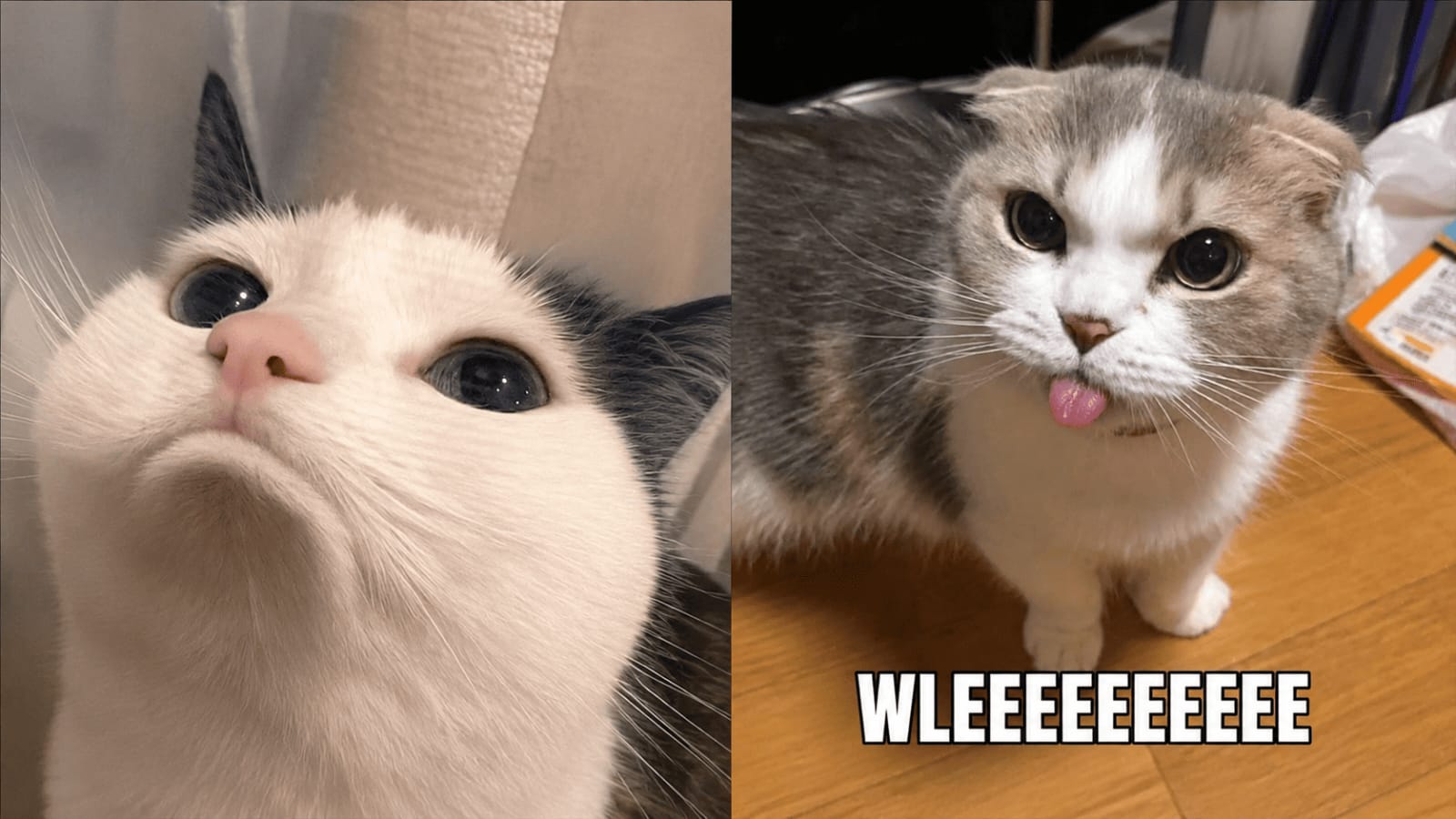 Meme Kucing Jadi  Sarana Komunikasi di Media Sosial