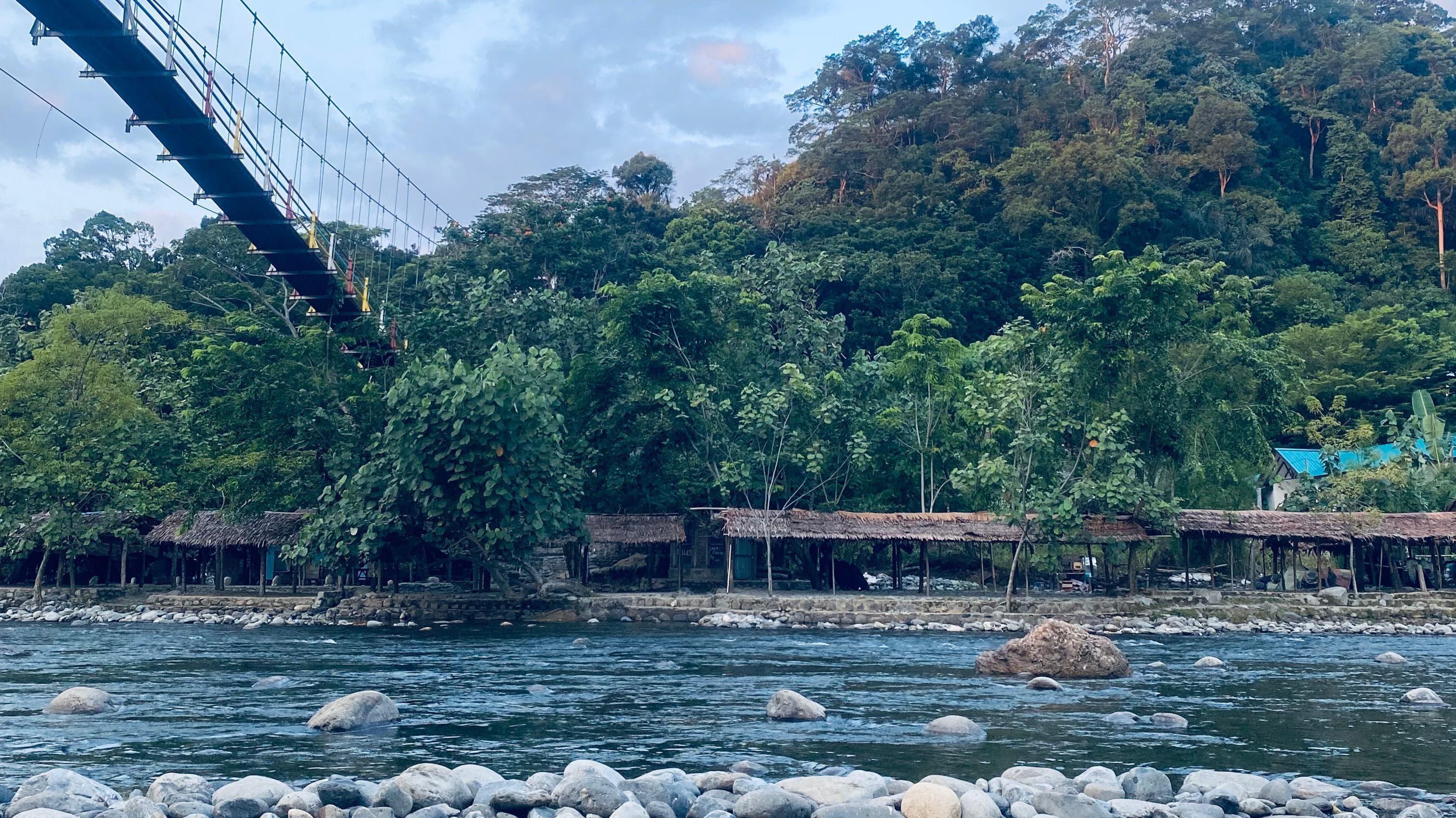 Pesona Bukit Lawang dan Orangutan di Habitat Aslinya